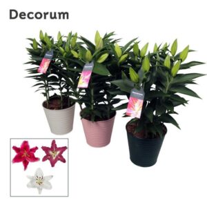 Lilium Lilium Oriental mix 19cm Zinc
(5 Plants/Order)(20cmP 50cmH)