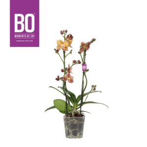Phalaenopsis Multiflora Colours P12 BO Monaco 2 spike
(6 Plants/Order)(12cmP 45cmH)