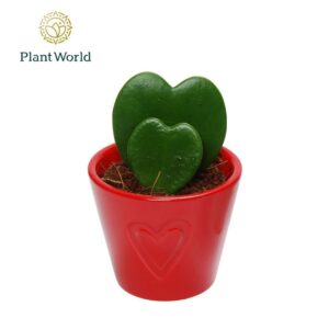 Hoya kerrii Hoya kerrii double heart 2pp in red Boston Ceramics
(12 Plants/Order)(7cmP 10cmH)