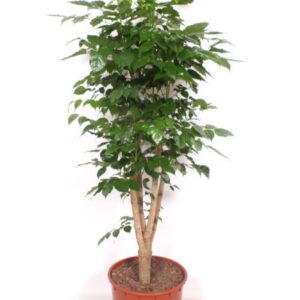 Radermachera sinica Radermachera hainanensis
(1 Plants/Order)(34cmP 170cmH)