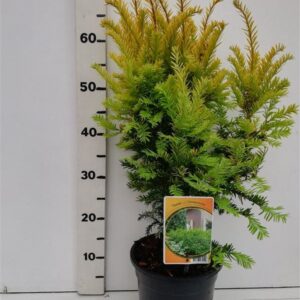 Taxus Semperaurea Taxus bacc. 'Semperaurea'
(1 Plants/Order)(19cmP 65cmH)