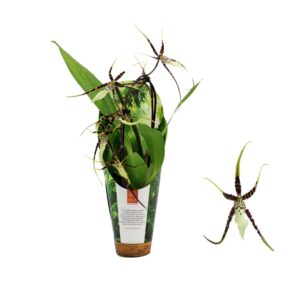 Brassia Toscane Inca Brassia Toscane cascade 9cm in luxury Jungle cover
(6 Plants/Order)(9cmP 35cmH)