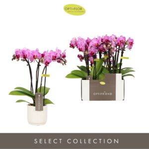 Phalaenopsis Multiflora Optifriend Lotte 3 spike in Lazio White
(6 Plants/Order)(7cmP 25cmH)