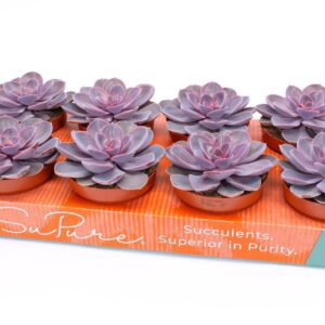 Echeveria Purple Pearl Echeveria purple pearl 12
(8 Plants/Order)(12cmP 15cmH)