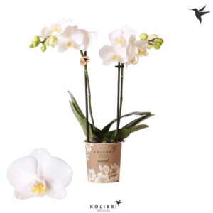 Phalaenopsis Multiflora Kolibri Orchids Phalaenopsis Sweden 2 spike
(12 Plants/Order)(9cmP 40cmH)
