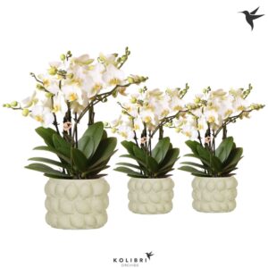 Phalaenopsis Lausanne Kolibri Orchids Phalaenopsis Lausanne 6spike in Citrus green
(3 Plants/Order)(12cmP 45cmH)