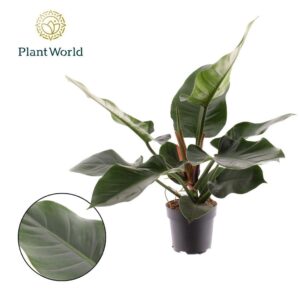 Philodendron Imperial Green Philodendron Imperial Green
(1 Plants/Order)(19cmP 60cmH)