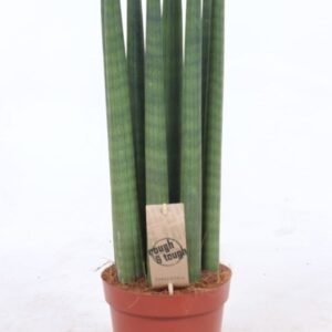 Sansevieria Cylindrica Sansevieria Straight
(6 Plants/Order)(17cmP 60cmH)