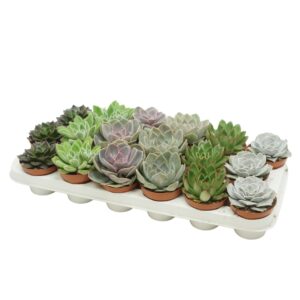 Echeveria mixed Echeveria mix 8,5 cm
(18 Plants/Order)(8.5cmP 12cmH)