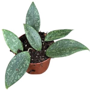 Hoya Hoya Wibergiae
(3 Plants/Order)(10.5cmP 15cmH)