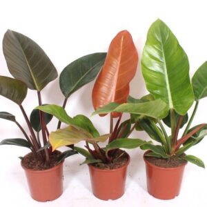Philodendron Philodendron mix
(6 Plants/Order)(17cmP 50cmH)