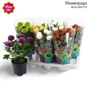Chrysanthemum Flowerpops mixed Flowerpops Mono mix
(7 Plants/Order)(14cmP 35cmH)