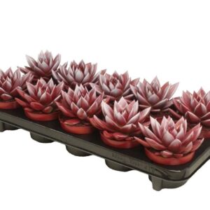 Echeveria Miranda Miranda bicoloured red/white
(10 Plants/Order)(10.5cmP 13cmH)
