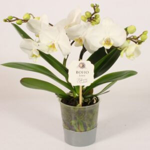 Phalaenopsis white more Ripsen Phalaenopsis BOHO Love white
(5 Plants/Order)(12cmP 45cmH)