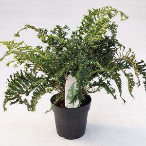 Dryopteris affinis Cristata Dryopteris affinis 'Cristata the King' ES19 3,0l
(1 Plants/Order)(19cmP 30cmH)