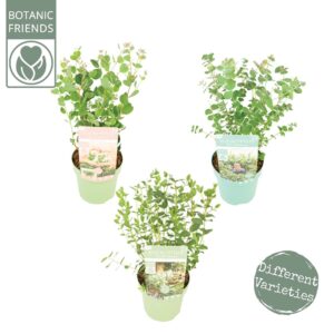 Eucalyptus pulverulenta Eucalyptus Family mix
(6 Plants/Order)(15cmP 35cmH)