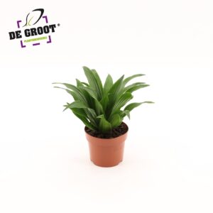 Dracaena Compacta Dracaena compacta kopstek
(10 Plants/Order)(12cmP 25cmH)