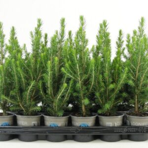 Picea glauca Conica Picea glauca 'Conica'
(24 Plants/Order)(9cmP 32cmH)