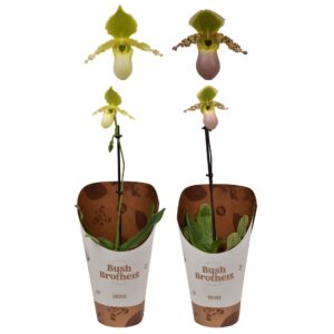 Paphiopedilum Paphiopedilum Pinocchio 1 spike 12 cm
(10 Plants/Order)(12cmP 30cmH)