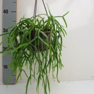 Rhipsalis micrantha
(7 Plants/Order)(14cmP 40cmH)