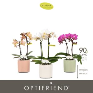 Phalaenopsis Multiflora Optifriend mix 2 spike in Piemonte mix
(6 Plants/Order)(7cmP 25cmH)