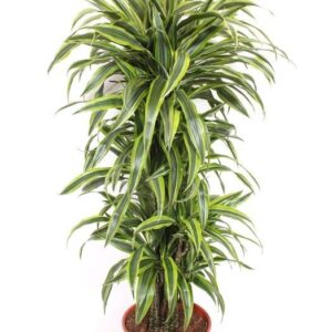 Dracaena Lemon Lime Dracaena Lemon Lime
(1 Plants/Order)(30cmP 150cmH)