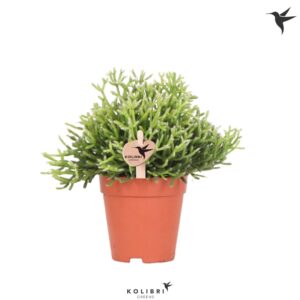 Rhipsalis cereuscula Kolibri Greens Rhipsalis Cereuscula Gold
(12 Plants/Order)(9cmP 19cmH)