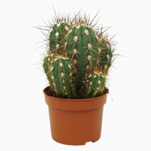 Stetsonia coryne 10,5 cm
(10 Plants/Order)(10.5cmP 15cmH)