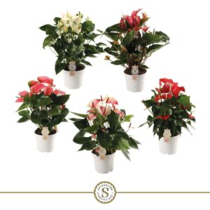 Anthurium mixed 5 c Top mix 17cm (5 kleuren)
(1 Plants/Order)(17cmP 60cmH)