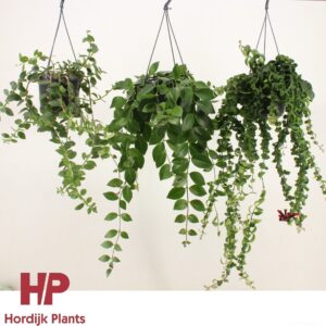 Aeschynanthus Aeschynanthus mix (krul and plat).
(7 Plants/Order)(15cmP 40cmH)