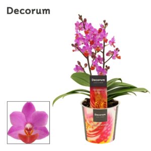 Phalaenopsis other purple more Phalaenopsis Table Mystery 2+ spike (Decorum)
(6 Plants/Order)(12cmP 30cmH)