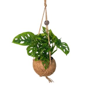 Monstera obliqua Monkey Leaf Kokodama 17 cm Monstera Adansonii Monkey leaf
(3 Plants/Order)(17cmP 30cmH)