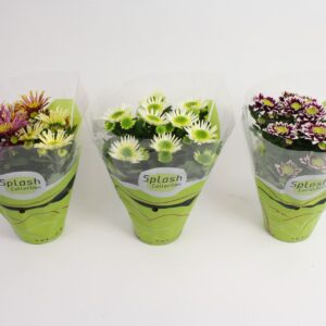 Chrysanthemum Indicum Chrysanthemum Splash mixed Stadium 2
(10 Plants/Order)(12cmP 20cmH)