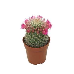 Mammillaria backebergiana subsp. er Mammillaria ernestii 5,5 cm flowering
(20 Plants/Order)(5.5cmP 8cmH)