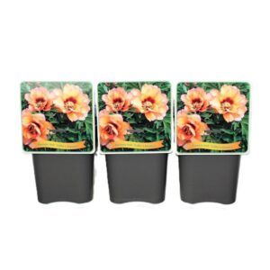 Paeonia Paeonia Itoh 'Callie's Memory' C5
(1 Plants/Order)(21cmP 35cmH)