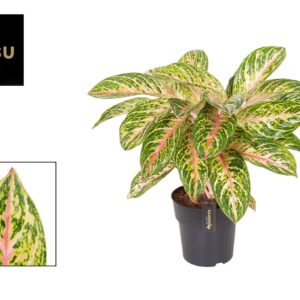 Aglaonema Cocomelon Aglaonema Coco Melon
(3 Plants/Order)(19cmP 60cmH)