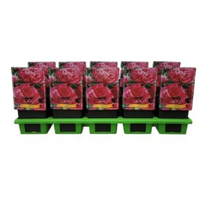 Paeonia Paeonia Lactiflora 'Fiona' P11
(10 Plants/Order)(11cmP 25cmH)