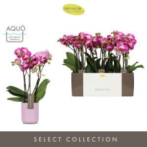 Phalaenopsis Multiflora Exclusivo Bing 3 spike in Molise Lilac Aquo
(6 Plants/Order)(12cmP 45cmH)