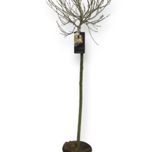 Salix helvetica Salix Helvetica 80cm stam C5/P23
(1 Plants/Order)(23cmP 140cmH)