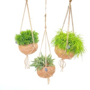 Rhipsalis mix Kokodama 15 cm Rhipsalis mix
(6 Plants/Order)(15cmP 20cmH)