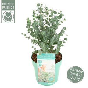 Eucalyptus gunnii 'Azura' Eucalyptus gunnii 'Azura'
(1 Plants/Order)(24cmP 65cmH)