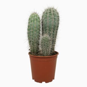 Pachycereus pringlei Pachycereus pringlei Group 21 cm
(3 Plants/Order)(21cmP 50cmH)