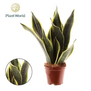 Sansevieria Futura Superba Sansevieria Futura Superba 3 stekken p.p.
(10 Plants/Order)(12cmP 35cmH)