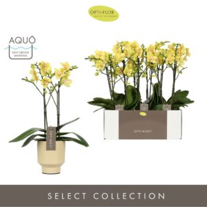 Phalaenopsis Multiflora Optimost Hera 2 spike in Emilia Sand Aquo
(6 Plants/Order)(12cmP 45cmH)
