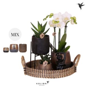 Arrangement Phalaenopsis Kolibri Gift Set Urban copper
(1 Plants/Order)(30cmP 40cmH)