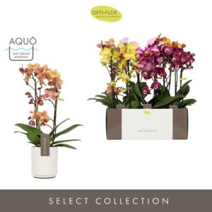 Phalaenopsis Multiflora Exclusivo mix 2 spike in Molise White Aquo
(6 Plants/Order)(12cmP 45cmH)