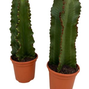 Euphorbia Ingens Euphorbia ingens P18
(4 Plants/Order)(18cmP 55cmH)