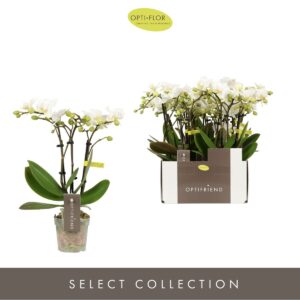 Phalaenopsis Multiflora Optifriend Sandra 3 spike
(8 Plants/Order)(7cmP 25cmH)