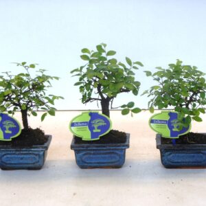 Bonsai Zelkova parvifolia, 12cm., broom, without driptray
(12 Plants/Order)(12cmP 20cmH)