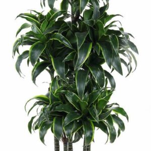 Dracaena Dorado Dracaena Dorado 90-carrousel
(1 Plants/Order)(31cmP 130cmH)